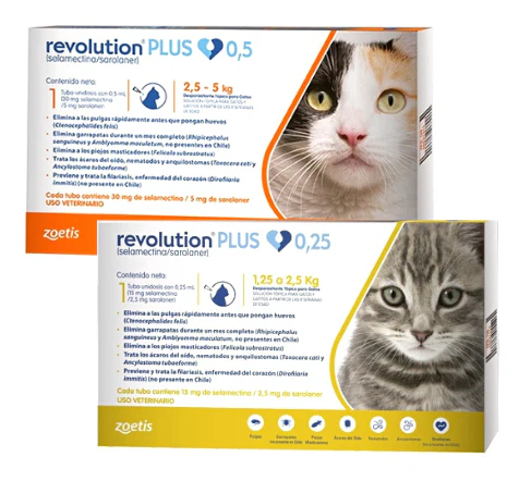 Gatos
